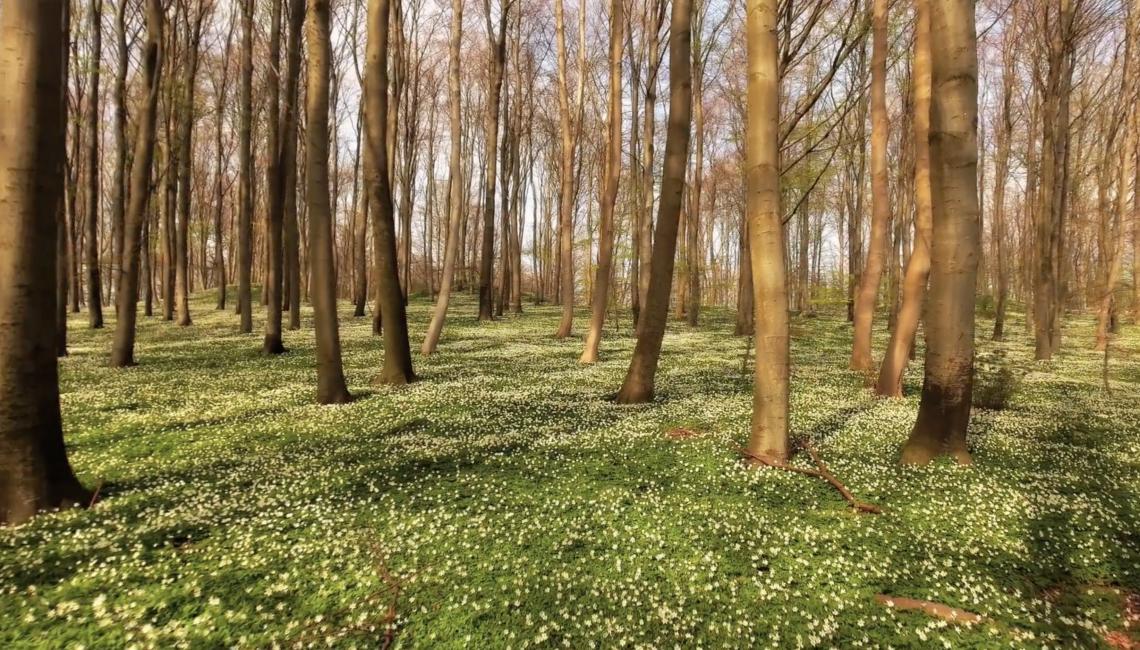 Spring on Møn